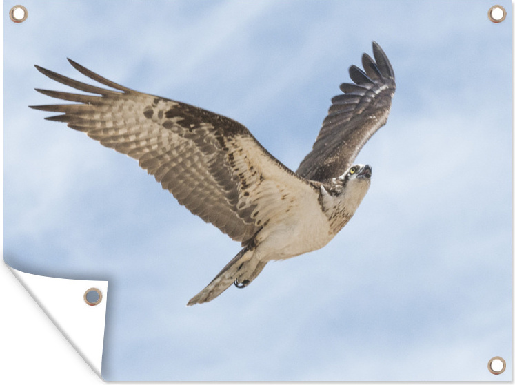 MuchoWow® 80x60 cm Outdoor-Poster Gartendeko Sichtschutz Garten Poster für den Garten Fischadler - Himmel - Blau 133|1312700