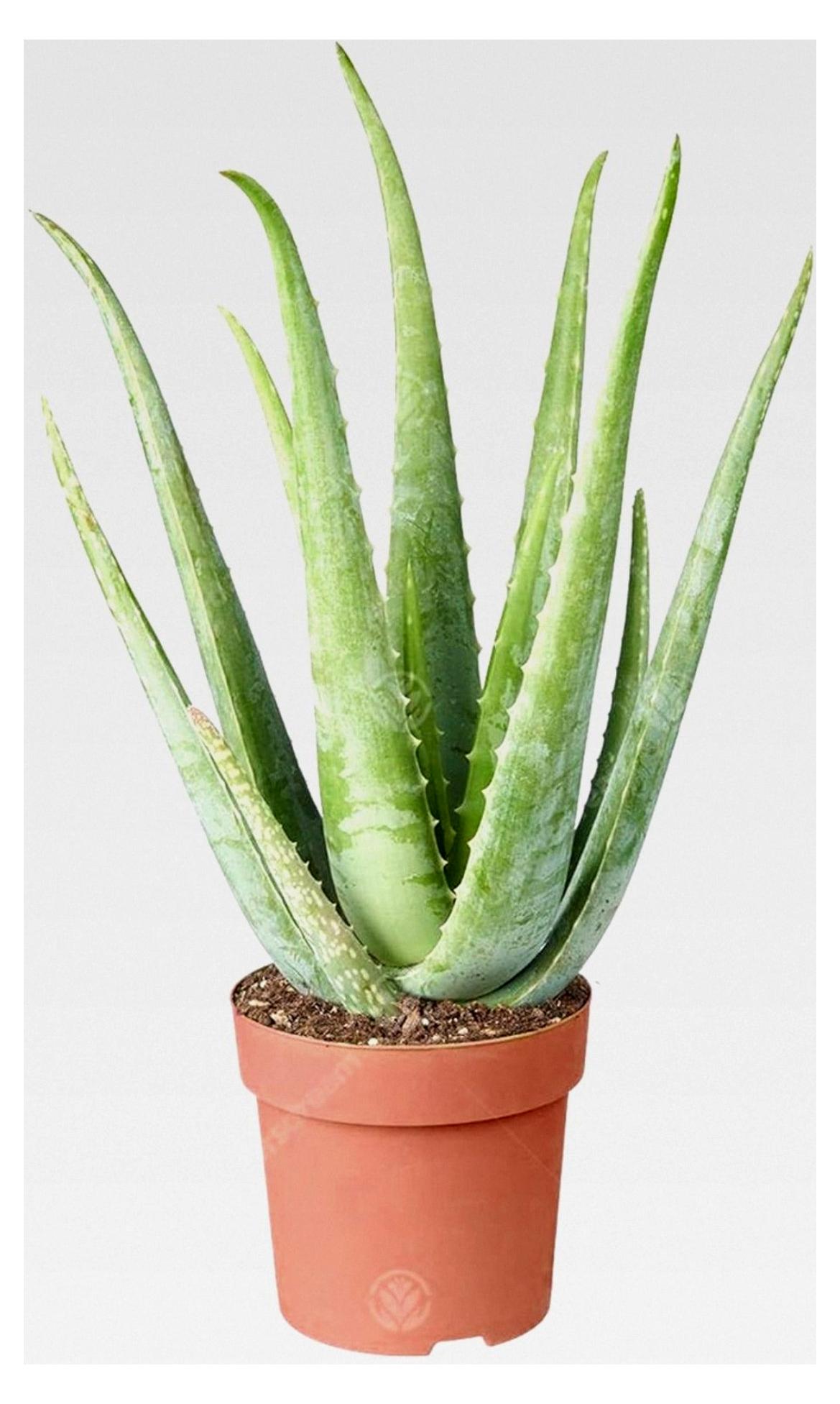 Markenlos Aloe Vera | Luftreinigende Sukkulente Zimmerpflanze | 25-35 cm im Topf