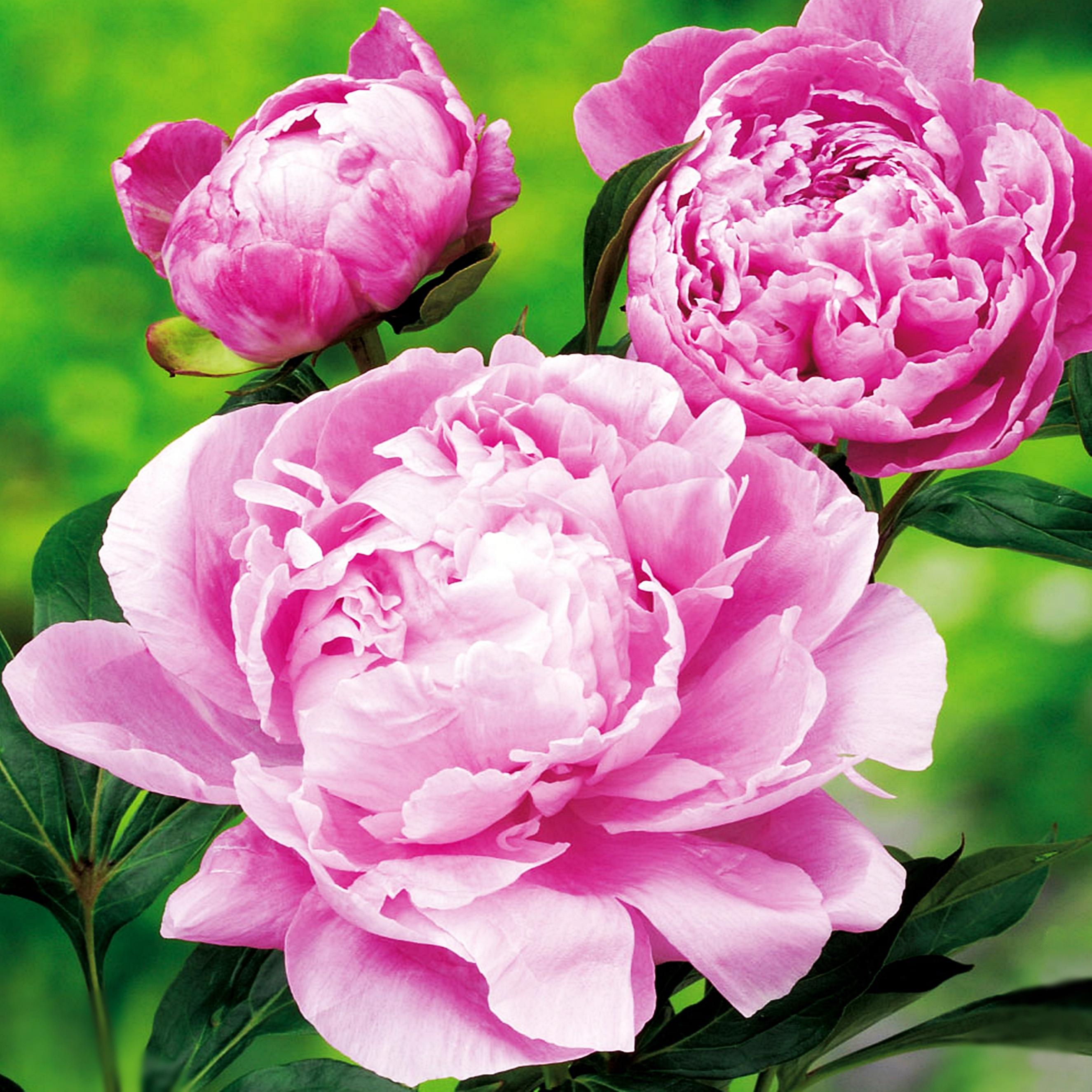 Benex Päonie Paeonia Pfingstrose Blumen Rhizom Staude Päonie Dr. Alex Fleming 1 St.