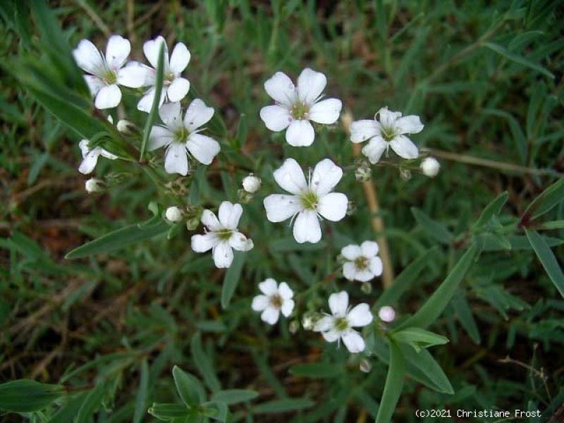 Fechner Pflanzen 6 x Kriechendes Schleierkraut - heimische Wildstaude , Tb 9