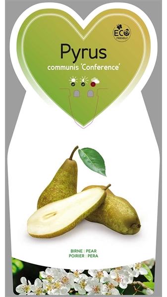 Blumen-Senf Birnbaum 'Conference' ca. 120 cm - Pyrus com. 'Conference' - Herbstbirne Pyrus communis 'Conference'