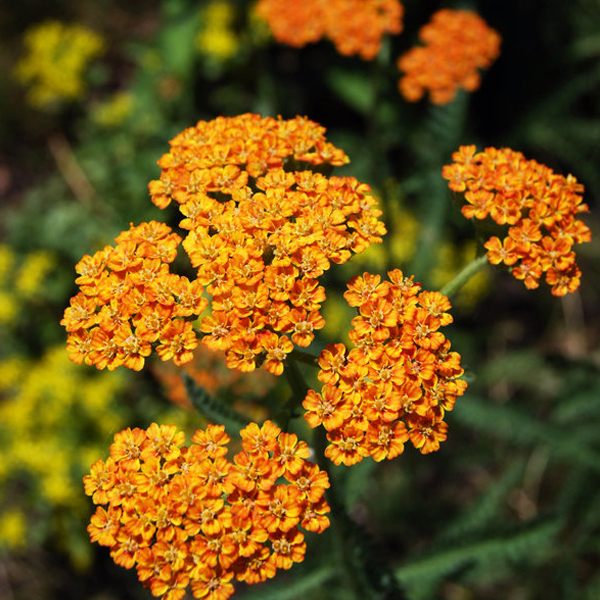 Arborix, grüner und billiger 6 x Hohe Gold Garbe - Achillea 'Walter Funcke' | Topf 9cm x 9cm ACWFUNCK-113