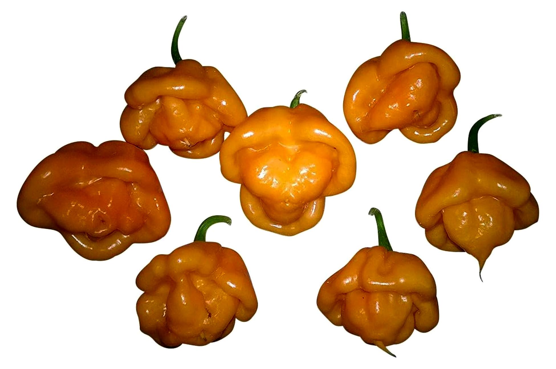 Markenlos Bahamian -Goat Pepper- 10 Samen Tolle Fruchtform