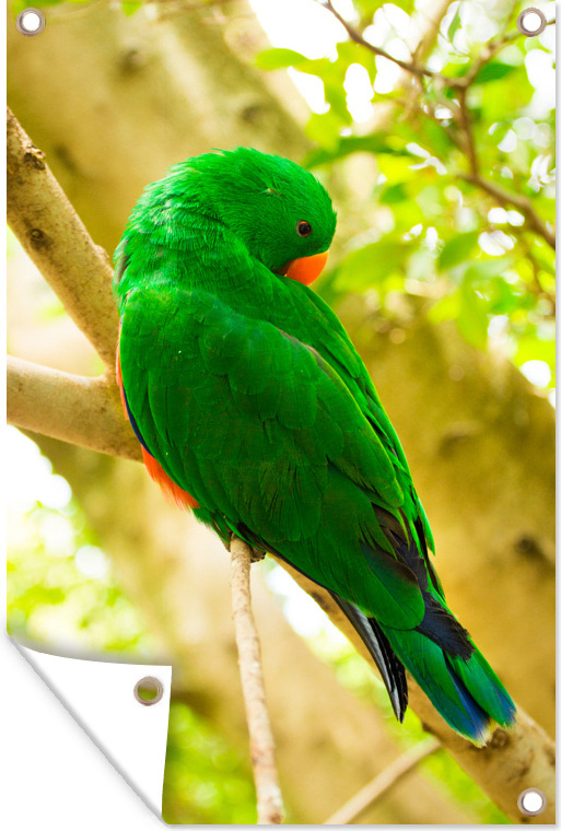MuchoWow® 60x90 cm Outdoor-Poster Gartendeko Sichtschutz Garten Poster für den Garten Grüner Edelpapagei sitzt auf einem Ast 133|1303548