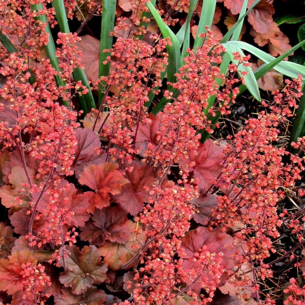 Arborix, grüner und billiger 6 x Heuchera hybr. - Heuchera hybrida 'Cherry Cola'® | Topf 9cm x 9cm VPL-HECCOLA_124