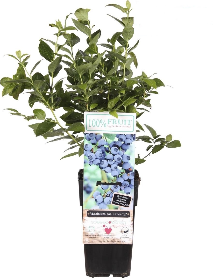 Blumen-Senf Heidelbeere Northcountry ca. 60 cm - Robust und ertragreich Die Heidelbeere Northcountry für Ihren Garten