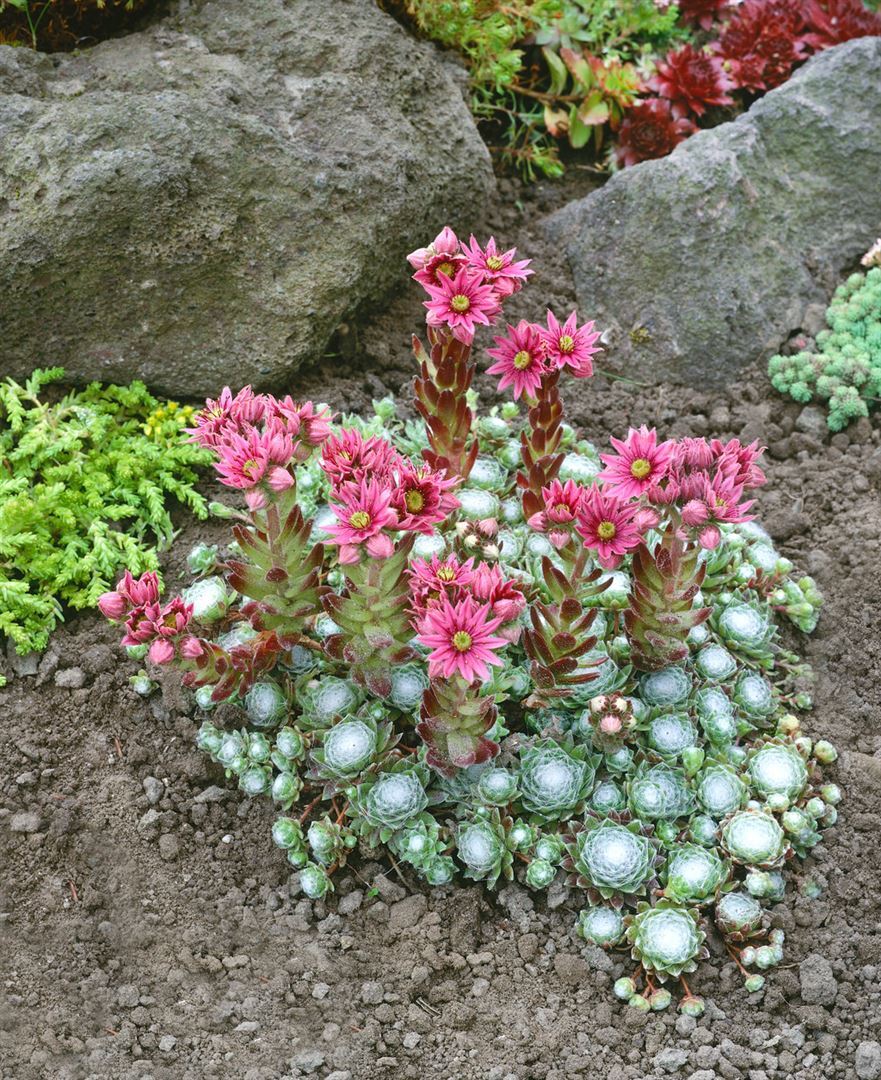 Pflanzen-für-dich.de Sempervivum arachnoideum 'Rheinkiesel', Spinnweb-Hauswurz, ca. 9x9 cm Topf