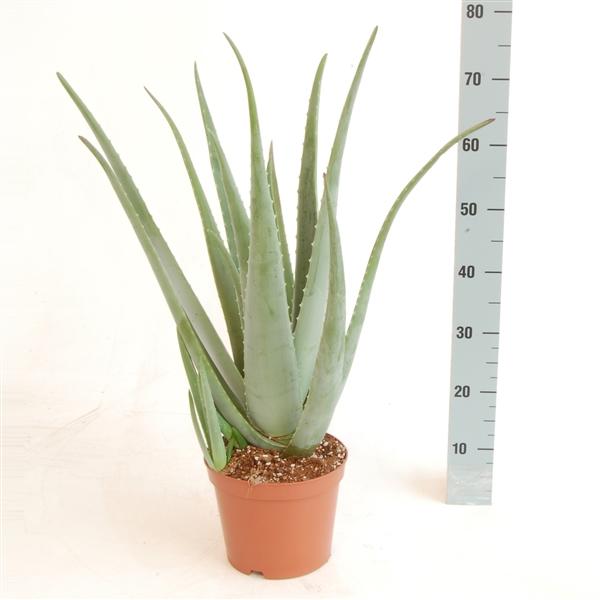 Echte Aloe Vera medizinisch,4-5 Jahre alt,15cm Topf,50 cm hoch,1 große Pflanze 