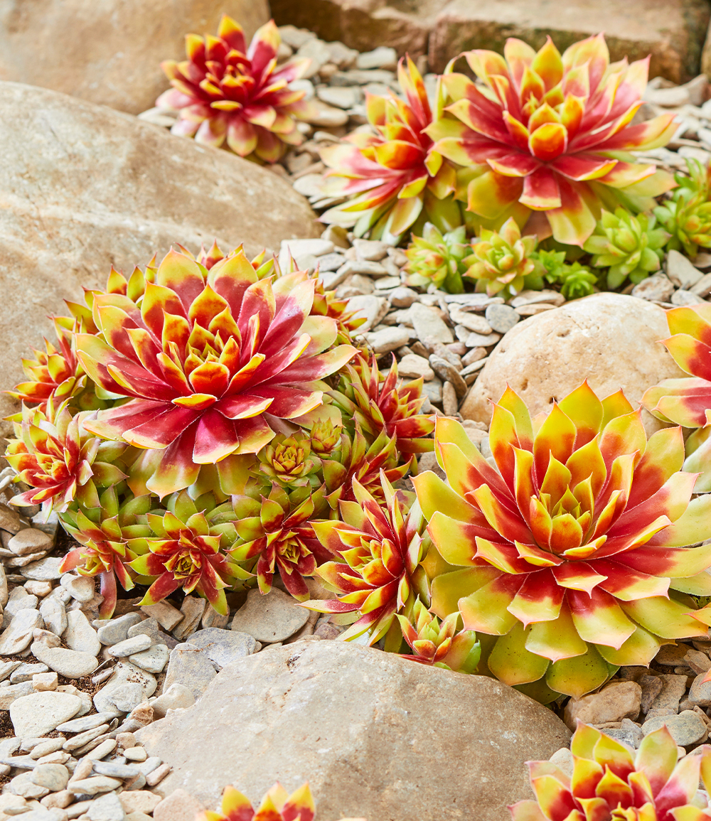 Baldur-Garten BALDUR Garten 2x Sempervivum 'Gold Nugget®', Pflanzen im 9x9 cm-Topf, winterhart, immergrün, farbintensive Staude, Blickfang im Beet & Kübel, pflegeleicht, trockenheitsverträglich, mehrjährig