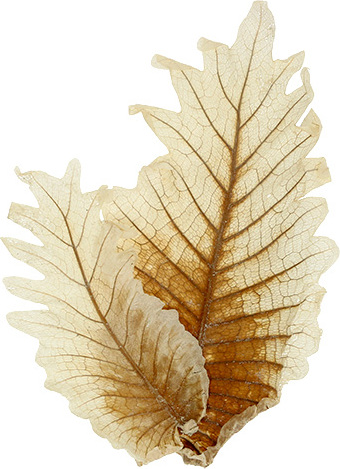 Viana Oak Leaf gebleicht 35 St - Edle Eichenblätter für Trauerfloristik, Grabgestecke & Dekoration, 35 Stück 57199-750