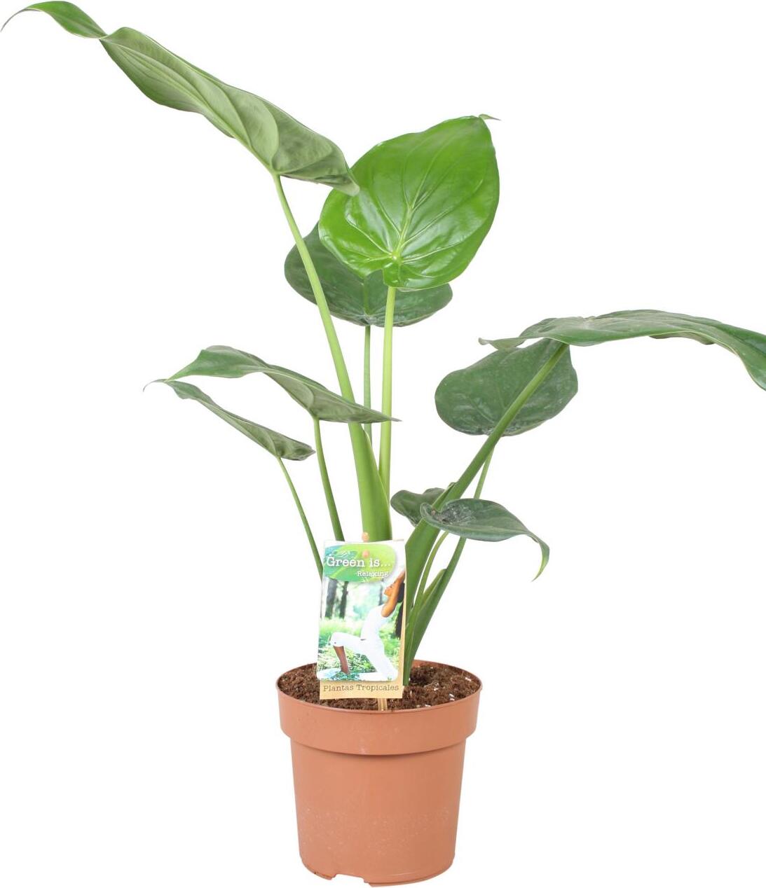 Blumen-Senf Alocasia cucullata 70 cm Elefantenohr Pfeilblatt