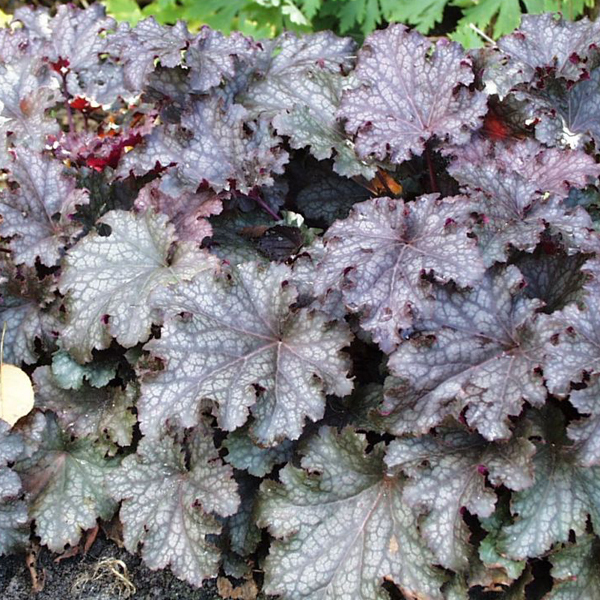 Arborix, grüner und billiger 6 x Purpurglöckchen - Heuchera 'Pewter Moon' | Topf 9cm x 9cm HEPMOON-113