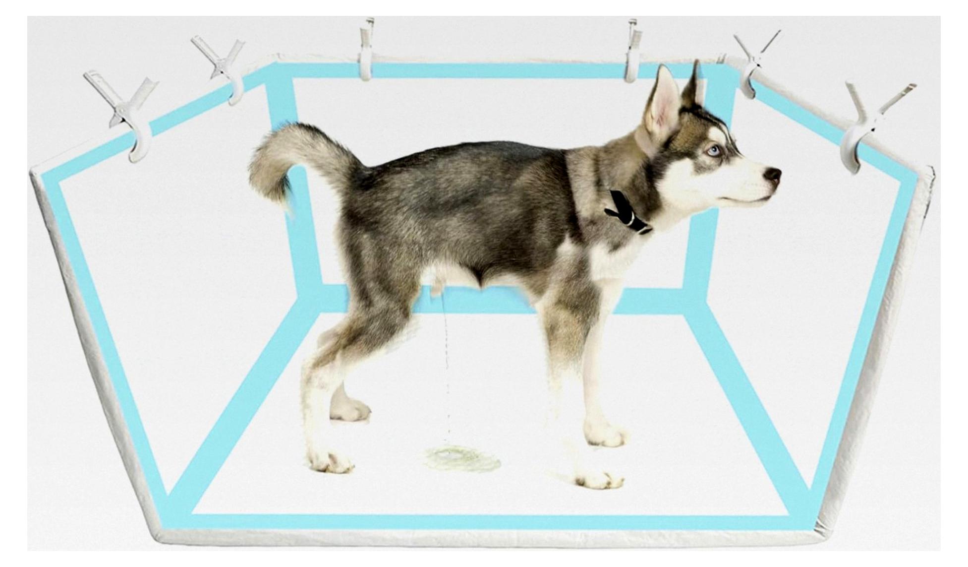 Markenlos Hundetoilette für den Innenbereich, tragbar, wasserdicht und spritzsicher | Stubenreinheit für Hunde, PIPI Box, geeignet für Wohnung, Balkon, Reisen, Wohnzimmer in den Größen klein, mittel und groß