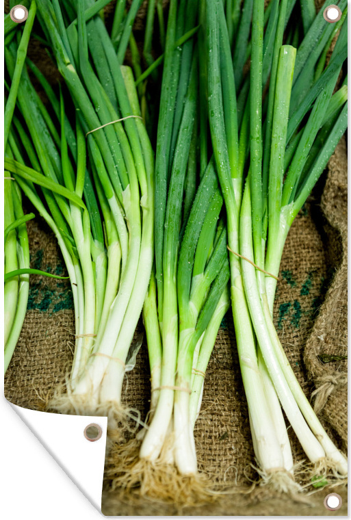 MuchoWow® 40x60 cm Outdoor-Poster Gartendeko Sichtschutz Garten Poster für den Garten Drei Büschel Frühlingszwiebeln in einem Jutesack 133|1298421