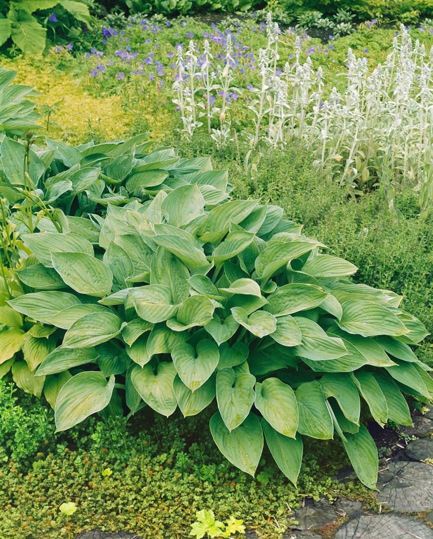 Pflanzen-für-dich.de Hosta undulata 'Undulata', Funkie, grün-weiß, ca. 11x11 cm Topf