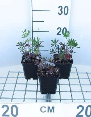 GRDplanten 6 x Lupinus hybr. 'Gallery Pink' - Lupine - Topf 9 x 9 cm