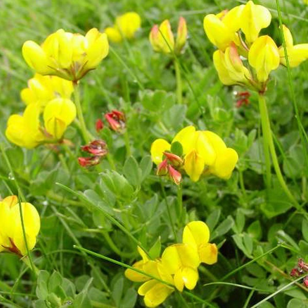 Arborix, grüner und billiger 6 x Hornklee - Lotus corniculatus | Topf 9cm x 9cm LOCORNIC-113