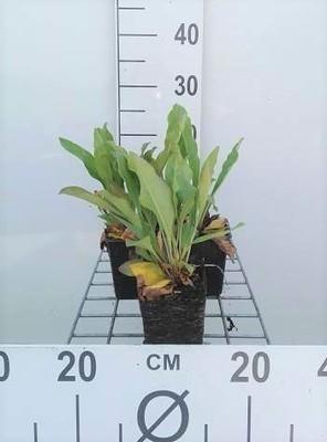 GRDplanten 6 x Limonium latifolium - Limonium - Topf 9 x 9 cm