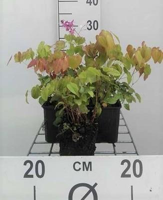 GRDplanten 6 x Epimedium grand. 'Lilafee' - Elfenblume - Topf 9 x 9 cm