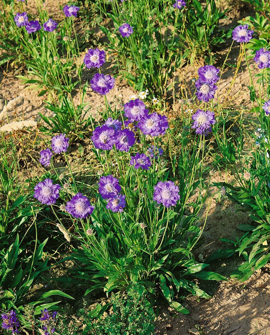 Pflanzen-für-dich.de Scabiosa caucasica 'Stäfa', Skabiose, hellblau, ca. 9x9 cm Topf