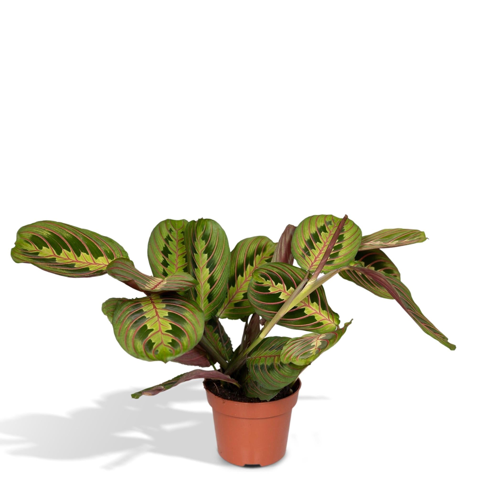 Meergroothandel Maranta Fascinator (Pfeilwurz) - 20 cm, Ø12 cm 2923