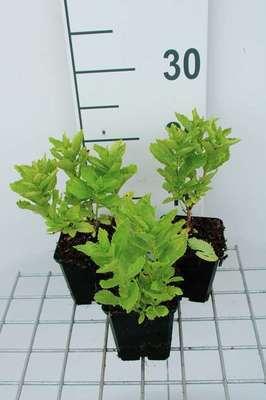 GRDplanten 6 x Campanula lact. 'Border Blues' ('madiwiho') - Bergminze - Topf 9 x 9 cm