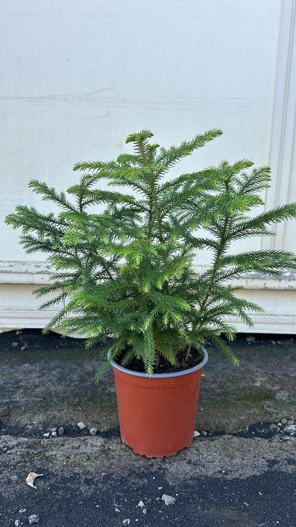 Blumen-Senf 2 Stück Zimmertanne Araucaria Hawaii 50-70 cm - Exotische Zimmerpflanze - Dein grüner Blickfang im Wohnzimmer