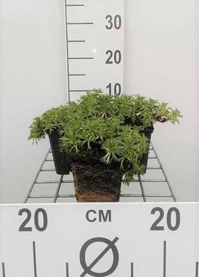 GRDplanten 6 x Azorella trifurcata - Andenpolster - Topf 9 x 9 cm