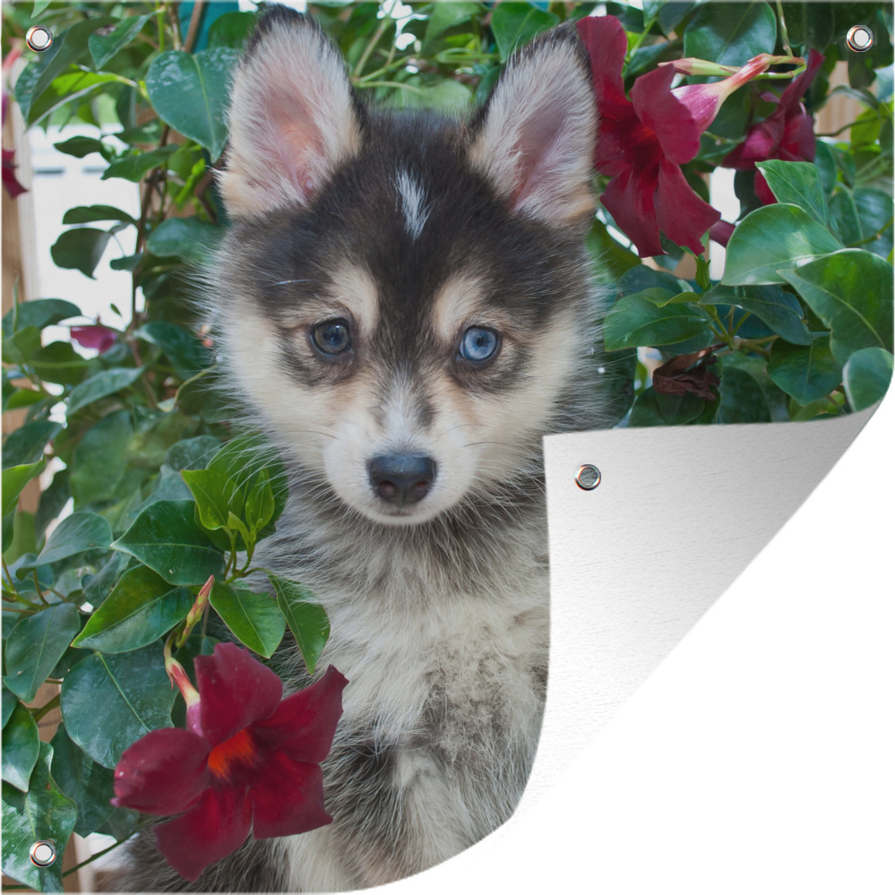 MuchoWow® 50x50 cm Outdoor-Poster Gartendeko Sichtschutz Garten Poster für den Garten Pomsky zwischen den Blumen 133|17313393