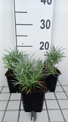GRDplanten 6 x Dianthus (p) 'Maggie' - Nelke - Topf 9 x 9 cm