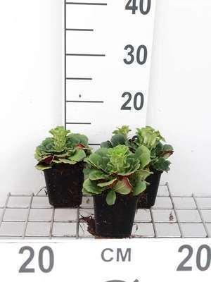 GRDplanten 6 x Saxifraga urbium - Steinbrech - Topf 9 x 9 cm