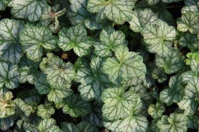 GRDplanten 6 x Heuchera hybr. 'Mint Frost' - Purpurglöckchen - Topf 9 x 9 cm
