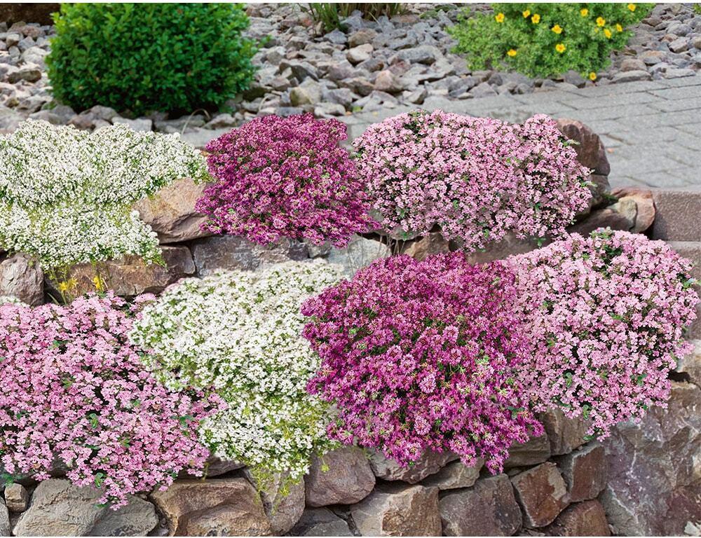 Baldur-Garten BALDUR Garten 27er Bodendecker-Set Thymian, Pflanzen im 9x9 cm-Topf, locken Bienen und Insekten an, intensiver Duft, winterhart, trockenheitsresistent, pflegeleicht, ideal für Beet & Naturgarten