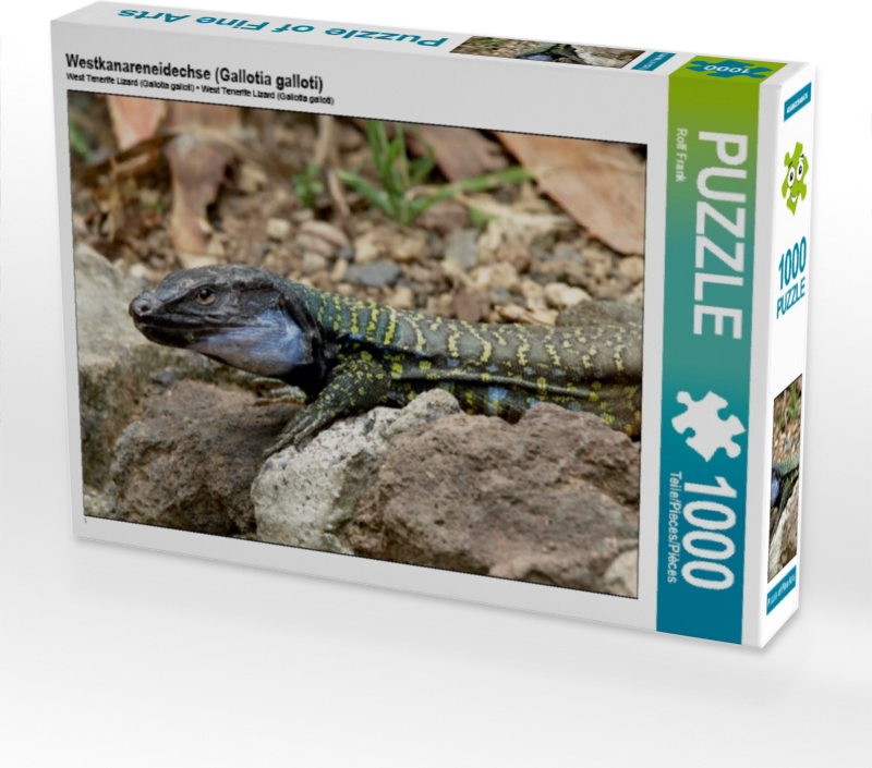 Calvendo Westkanareneidechse (Gallotia galloti) 1000 Teile Puzzle quer 640x480mm, Frank Rolf; 7342980