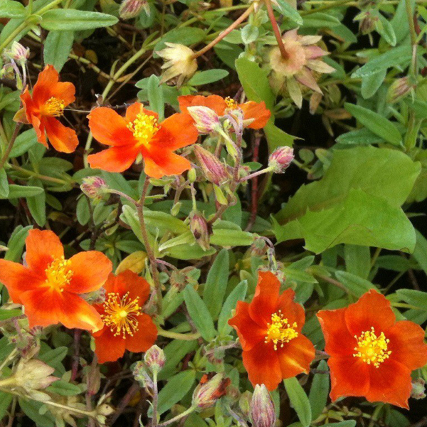 Arborix, grüner und billiger 6 x Sonnenröschen 'Bronzeteppich' - Helianthemum 'Bronzeteppich' | Topf 9cm x 9cm HEBRONZE-113