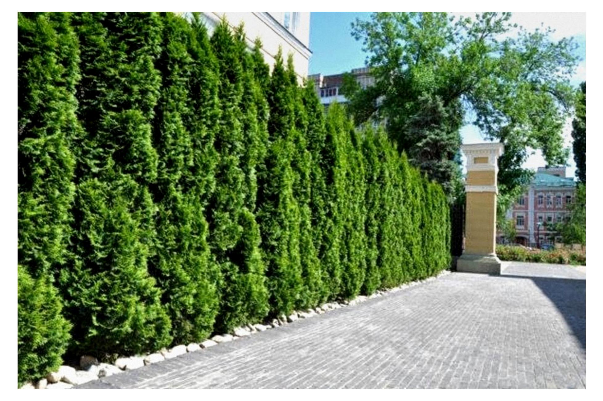 Markenlos 30 Stück Thuja Smaragd 120-150 cm ohne Ballen für 10 m Hecke Lebensbaum Heckenpflanzen