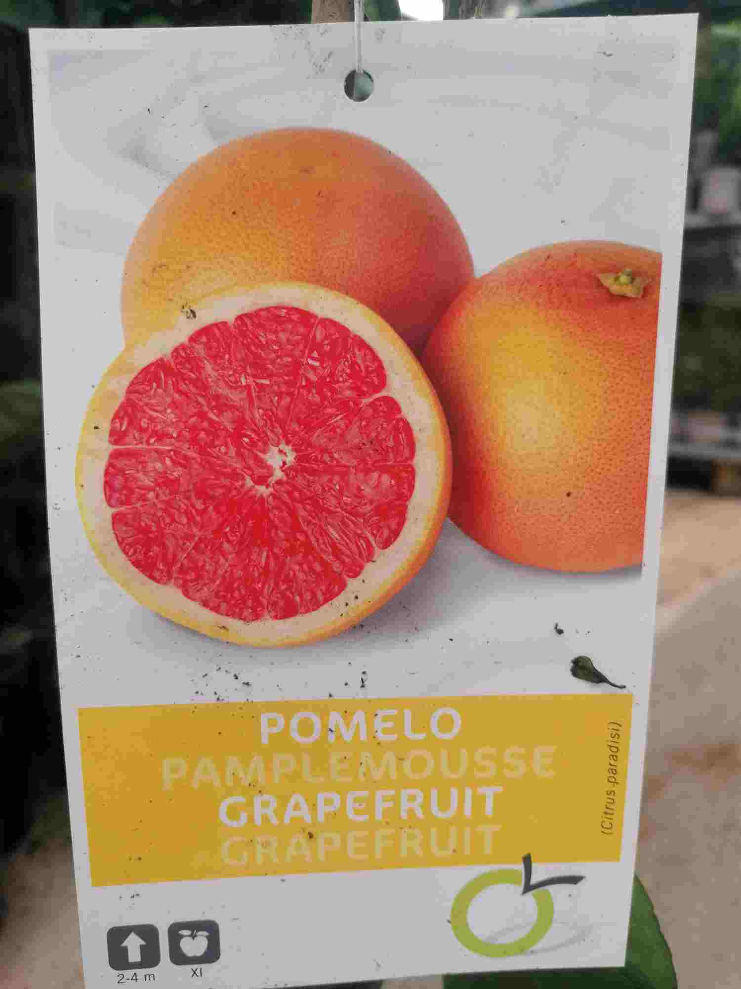 Citrus paradisi 'Star Ruby' 100-130 cm - Pamplemousse rouge