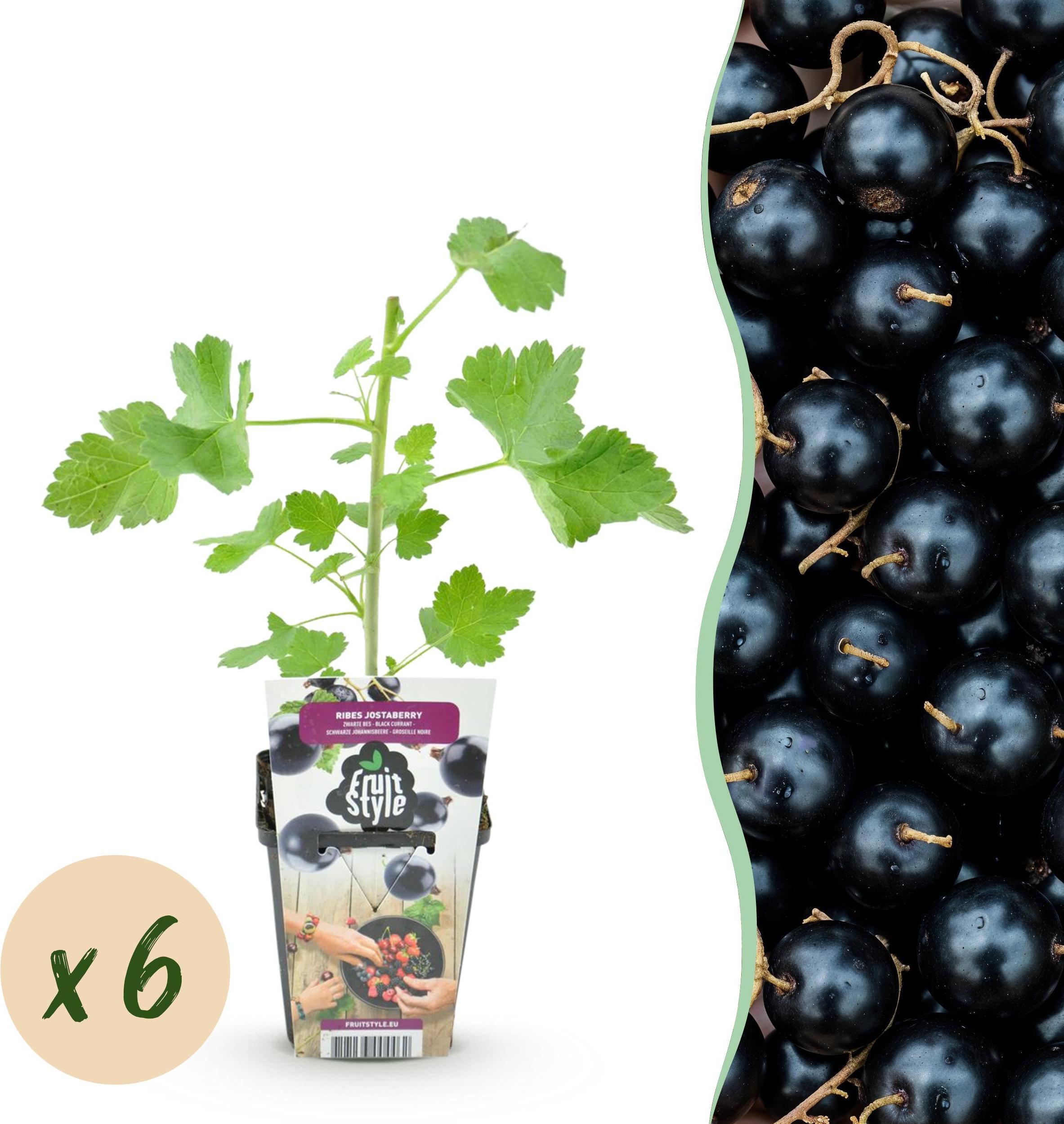Green Boutiq GreenboutiQ - Obstpflanzen - Jostabes - Ribes Jostabes - Winterhart - 6 Pflanzen - Topf 9 cm - Schwarze Johannisbeere 51261
