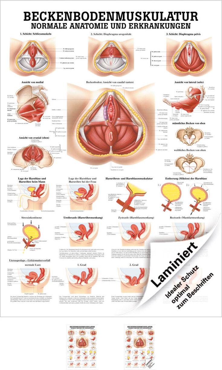 Sport-Tec Beckenbodenmuskulatur Mini-Poster Anatomie 34x24 cm medizinische Lehrmittel 25166