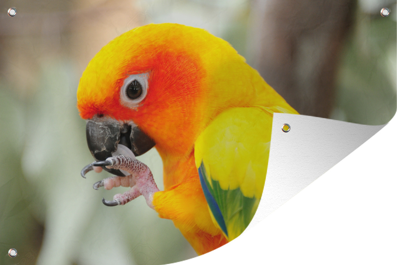 MuchoWow® 120x80 cm Outdoor-Poster Gartendeko Sichtschutz Garten Poster für den Garten Ein Seitenporträt eines Sonnensittichs 133|1318551