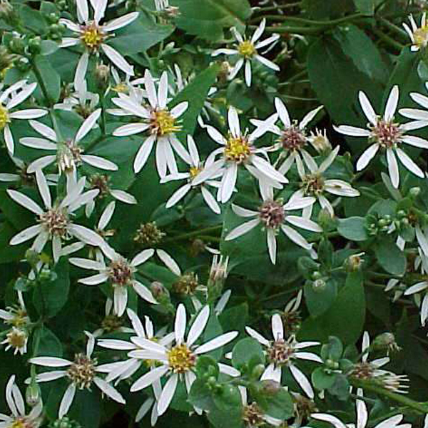 Arborix, grüner und billiger 6 x Sperrige Aster - Aster divaricatus | Topf 9cm x 9cm ASDIVARI-113
