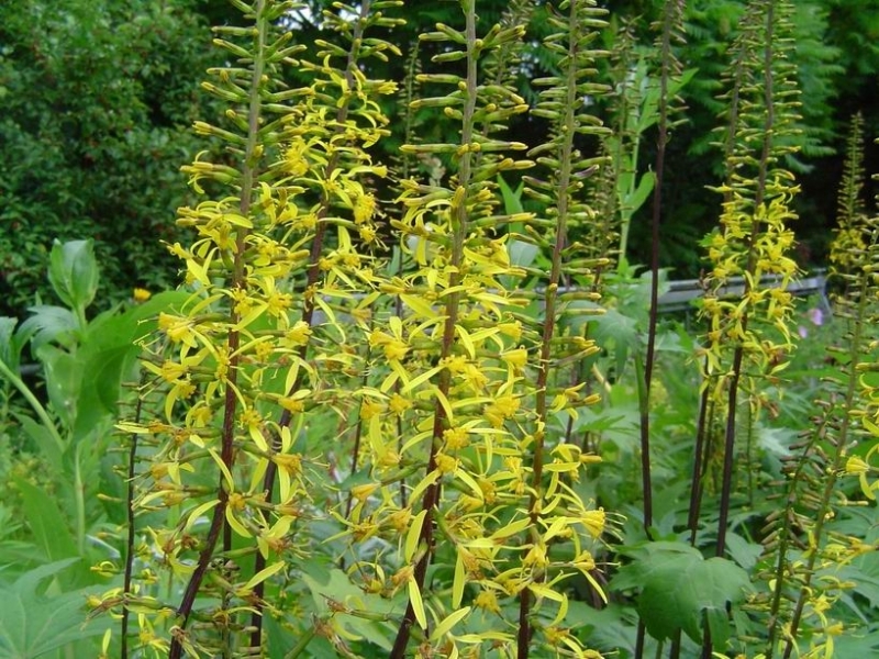Fechner Pflanzen Goldkolben, Przewalski-Kreuzkraut , Co. 2,7 L