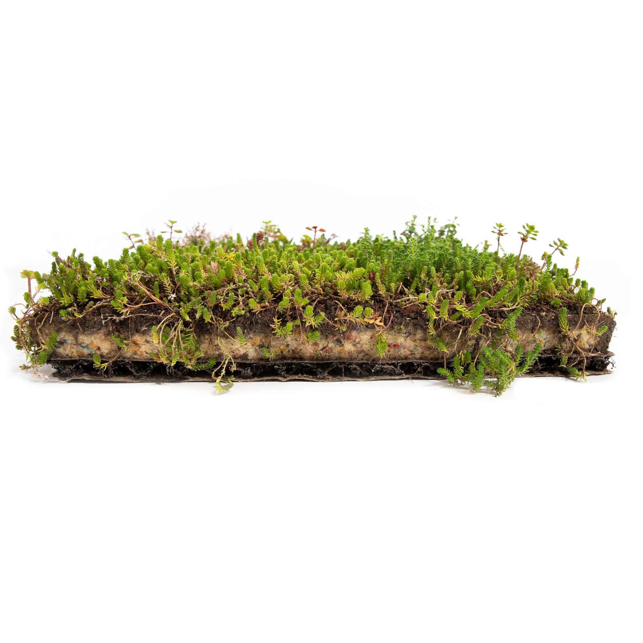 Sempergreen Gründach Sedummatte pro m2