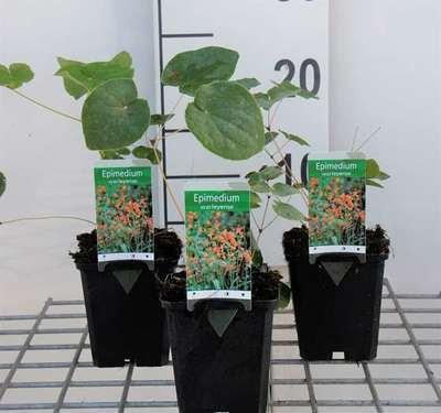 GRDplanten 6 x Epimedium warleyense - Elfenblume - Topf 9 x 9 cm