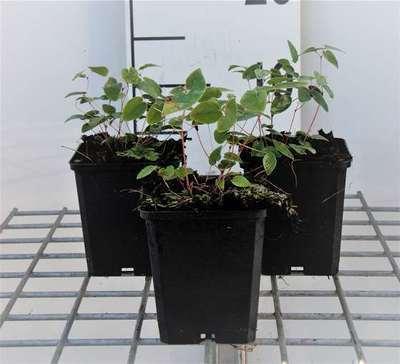 GRDplanten 6 x Epimedium young. 'Niveum' - Elfenblume - Topf 9 x 9 cm