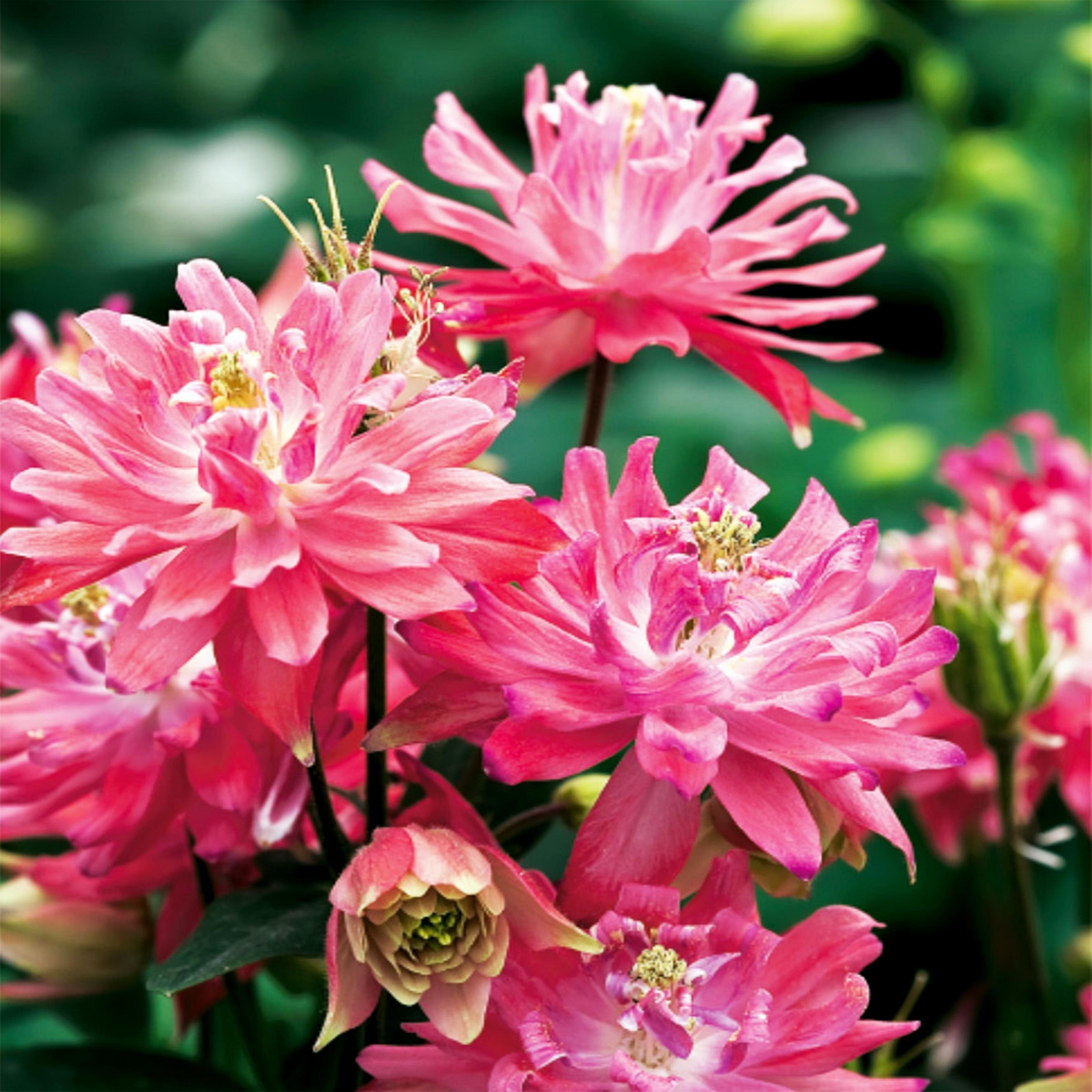 Benex Akelei Rhizom Staude Aquilegia Gemeine Akelei Wald-Akelei rosa pink 1 St.