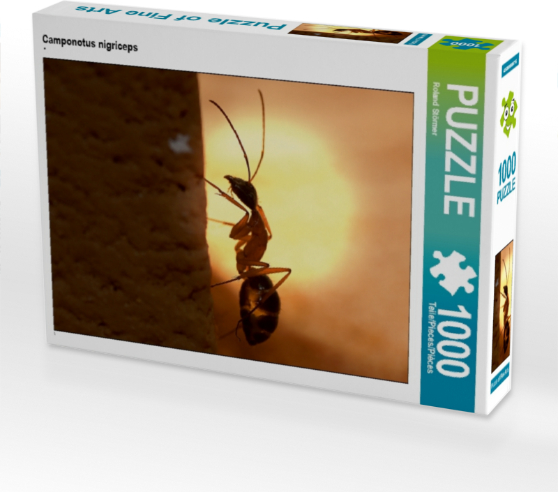 Calvendo Camponotus nigriceps 1000 Teile Puzzle quer 640x480mm, Störmer Roland; 7276279