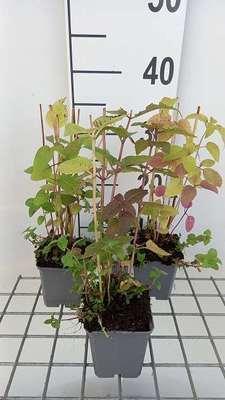 GRDplanten 6 x Monarda didyma - Indianernessel - Topf 9 x 9 cm