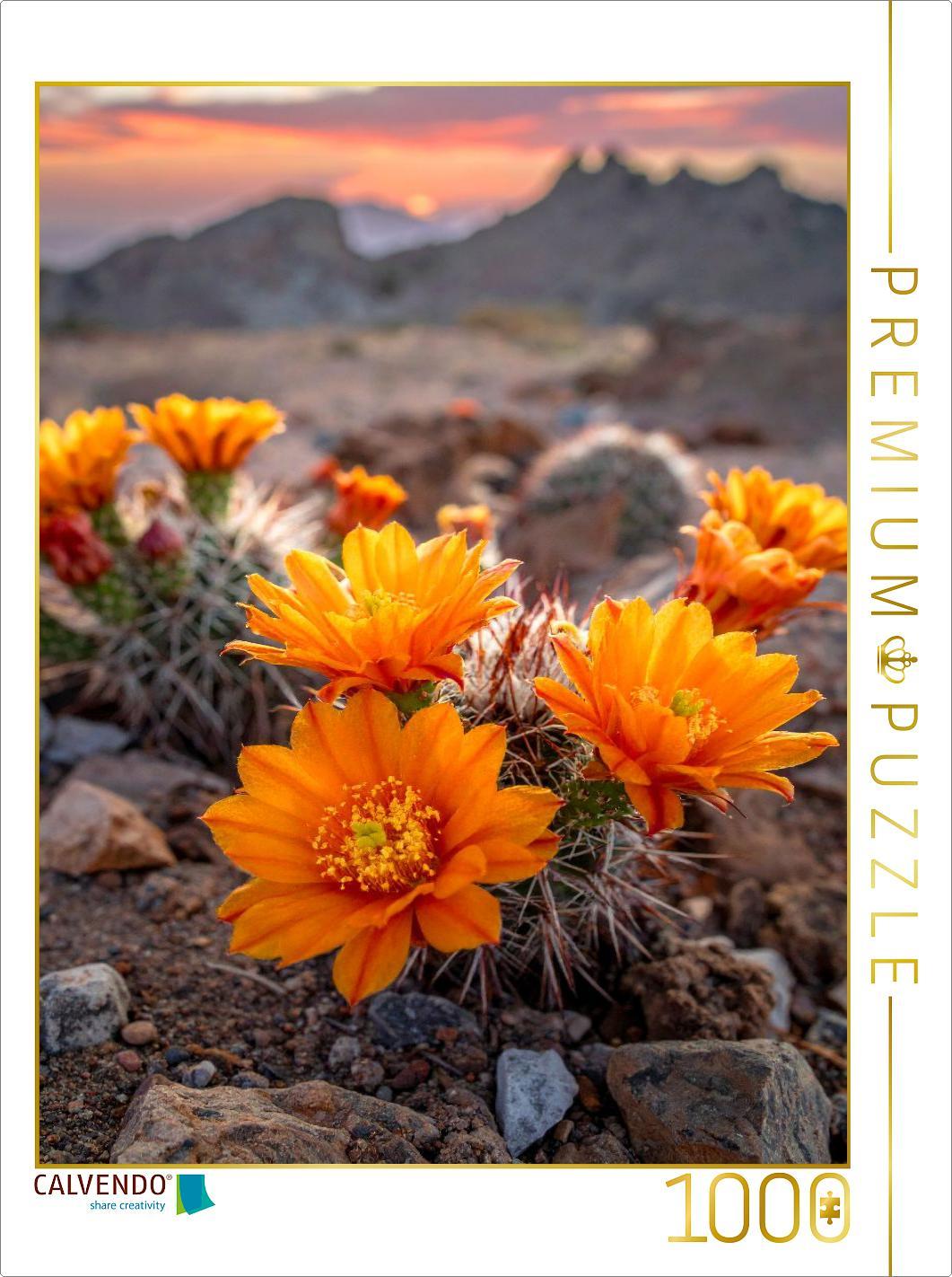CALVENDO Puzzle Blütenfarbe der Sonne - orangefarbene Kakteen | 1000 Teile Lege-Größe 64 × 48 cm Foto-Puzzle für glückliche Stunden