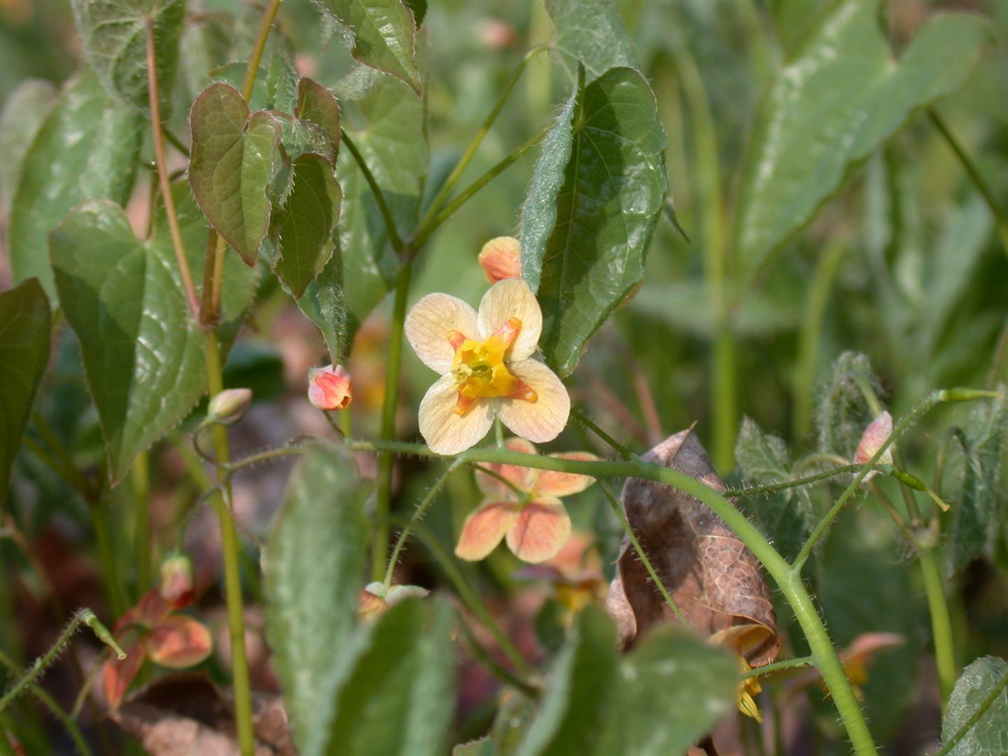 Pflanzen-für-dich.de Epimedium x warleyense 'Orangekönigin', Elfenblume, orange, ca. 9x9 cm Topf SANA001400